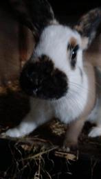Lotharinger konijnen, Dieren en Toebehoren, Konijnen, Meerdere dieren, Middelgroot, 0 tot 2 jaar