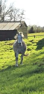 Lief puur mens gezocht!, Dieren en Toebehoren, Paarden, Gechipt, Ruin, Niet van toepassing, 11 jaar of ouder