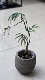 Monstera Subpinnata, Huis en Inrichting, Kamerplanten, Ophalen, Overige soorten, Halfschaduw, In pot