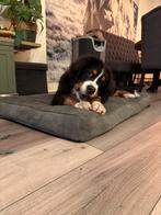 Berner sennen pup reu, Dieren en Toebehoren, Rabiës (hondsdolheid), 15 weken tot 1 jaar, Eén hond, Nederland