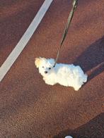 Pup Boomer malthezer x shitzu, Dieren en Toebehoren, 8 tot 15 weken, Eén hond, Nederland, Particulier