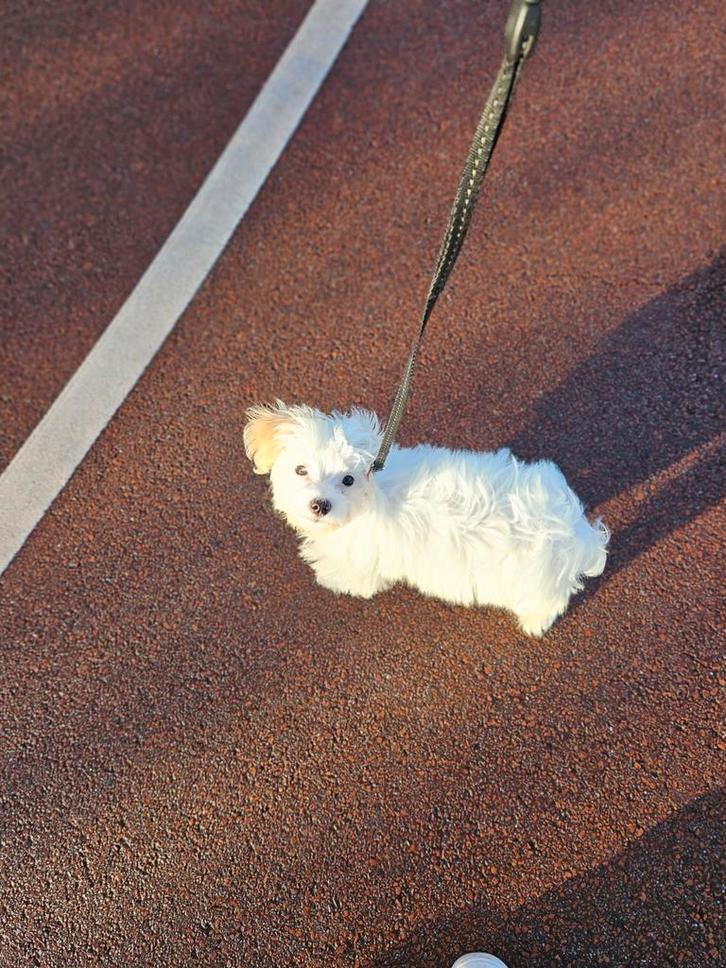 Pup Boomer malthezer x shitzu, Dieren en Toebehoren, Honden | Chihuahua's en Gezelschapshonden, Reu, Overige rassen, Particulier