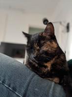 Nieuw huis gezocht voor onze lieve Poes, Dieren en Toebehoren, Katten en Kittens | Overige Katten, Poes, Kortharig, 3 tot 5 jaar