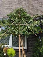 bladhoudende leibomen, Tuin en Terras, Planten | Bomen, Overige soorten, Zomer, Ophalen, Volle zon