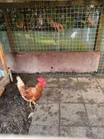 Lohmann haan, Mannelijk, Kip