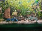 Cherax quadricarinatus – dragend vrouwtje + man + 2 jongen, Dieren en Toebehoren, Vissen | Aquariumvissen, Kreeft, Krab of Garnaal