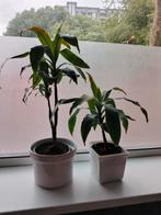 Dracaena jenet kamer plant 10€/stik, Ophalen, Overige soorten, Minder dan 100 cm
