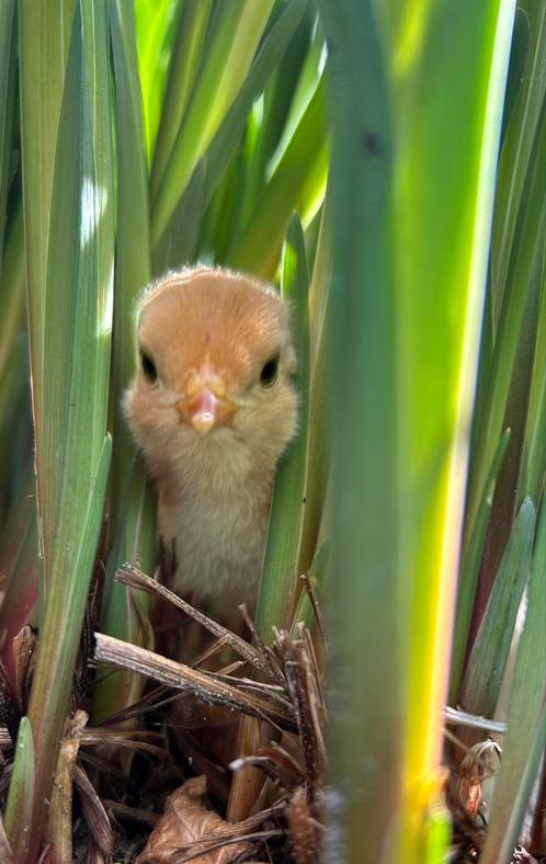 Brahma kuikentjes, Dieren en Toebehoren, Pluimvee | Toebehoren, Nieuw, Kippenhok of Kippenren, Ophalen