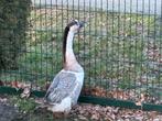 Chinese knobbelgans man blauwbont gans ganzen, Dieren en Toebehoren, Pluimvee, Mannelijk, Gans of Zwaan