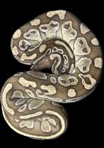 Koningspythons (Python Regius), Dieren en Toebehoren, Slang