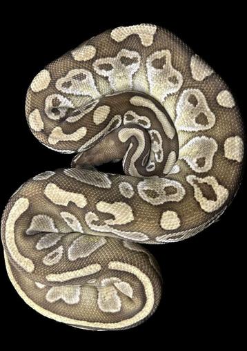 Koningspythons (Python Regius) beschikbaar voor biedingen