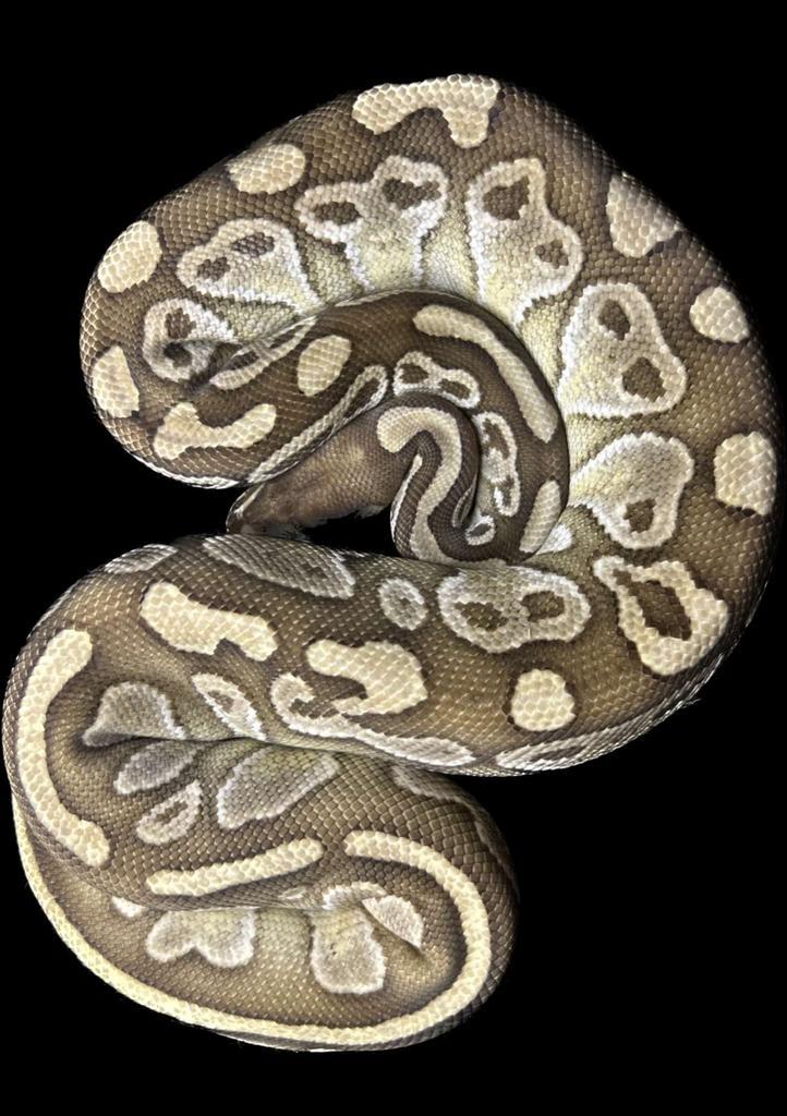 Koningspythons (Python Regius)