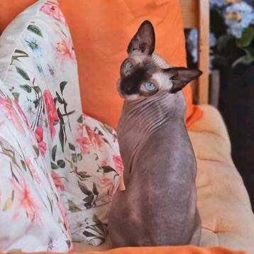 Sphynx Maya met stamboom beschikbaar voor biedingen