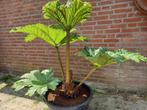 De echte grote Gunnera manicata goed geworteld in grote pot, Tuin en Terras, Planten | Tuinplanten, Bodembedekkers, Volle zon