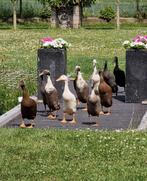 Raszuivere Indische Loopeenden in diverse kleuren, Dieren en Toebehoren, Meerdere dieren, Eend