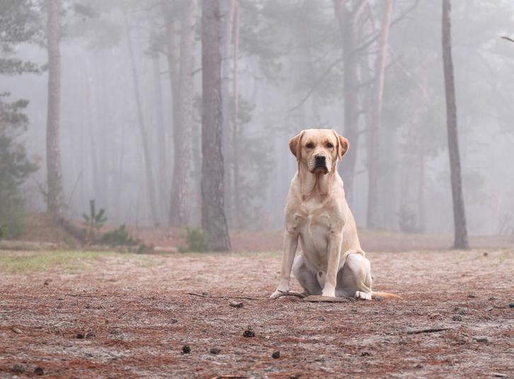 Prachtige stoere labrador reu/dekreu ter dekking aangeboden, Dieren en Toebehoren, Honden | Dekreuen, Reu, Fokker | Hobbymatig