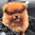 Dwergkees/Pomeranian pups, Dieren en Toebehoren, Honden | Poolhonden, Keeshonden en Oertypen, 8 tot 15 weken, Meerdere, Meerdere dieren