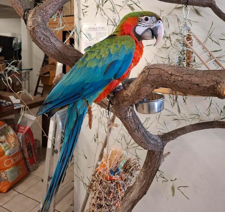 Baby Harlekijn Ara Pop, Dieren en Toebehoren, Vogels | Parkieten en Papegaaien, Papegaai, Vrouwelijk, Tam