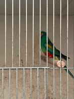 1-0 veelkleuren parkiet, Dieren en Toebehoren, Mannelijk, Parkiet