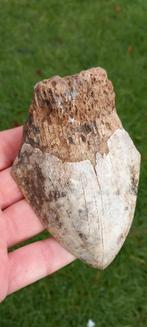 Megalodon haaientand 11 cm, fossiel uit Indonesië haai, Ophalen of Verzenden, Fossiel