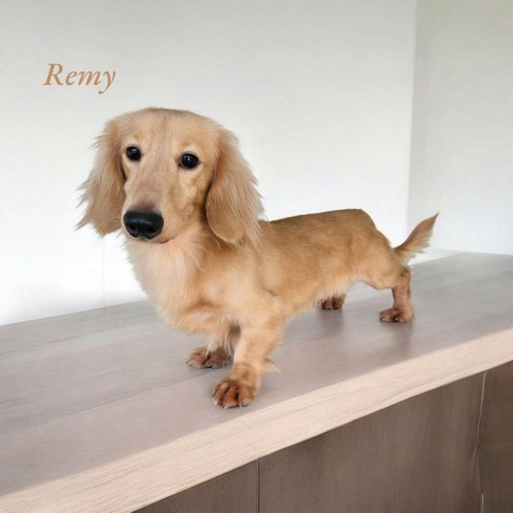 Cream crème blond teckel dekreutje ️‍️‍️‍️‍, Dieren en Toebehoren, Honden | Dekreuen, Reu, Fokker | Professioneel, Eén hond, Nederland