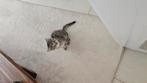 Laaste 200 euro europese cat, Dieren en Toebehoren, Vogels | Overige Vogels, Vrouwelijk, Wildzangvogel