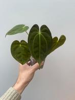 Anthurium Papillaminum x Papillaminum, Huis en Inrichting, Ophalen of Verzenden, Halfschaduw, Minder dan 100 cm