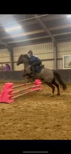 Verzorgster/bijrijder aangeboden!!, Ophalen of Verzenden, Nieuw