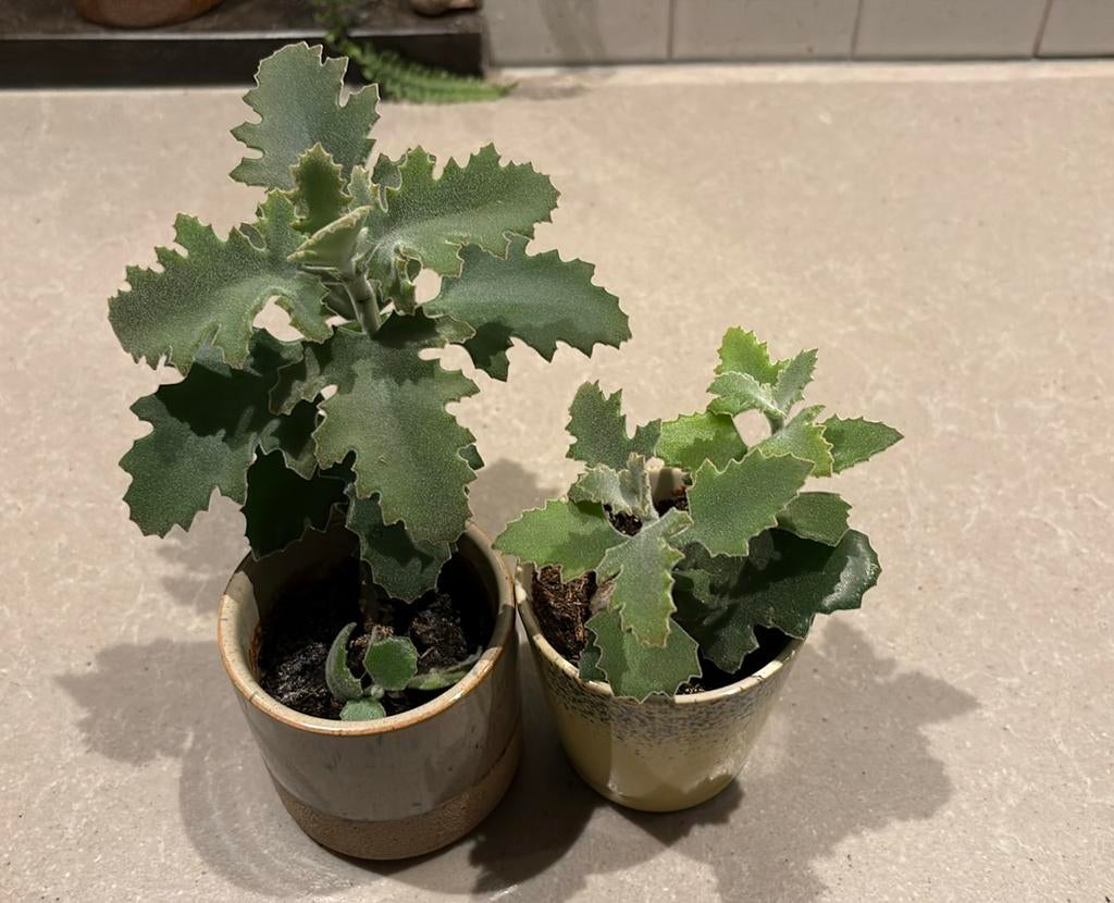 Kalanchoë beharensis stekjes te koop, Huis en Inrichting, Kamerplanten, Ophalen of Verzenden, Halfschaduw, Minder dan 100 cm