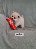 Super mooie kleine gezonde pomeriaan pups, Overige rassen, 8 tot 15 weken, CDV (hondenziekte), Meerdere