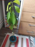 Avocado plant, Ophalen, Fruitplant, Halfschaduw, Minder dan 100 cm