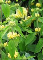 Phlomis (brandkruid) en Prikneus Gratis, Ophalen, Vaste plant