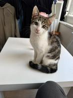 Kitten heer, Dieren en Toebehoren, Katten en Kittens | Overige Katten, Kater