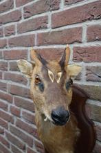 Schitterend Hert een Muntjaks op schild klein gewei, Ophalen of Verzenden, Zo goed als nieuw, Hert, Opgezet dier