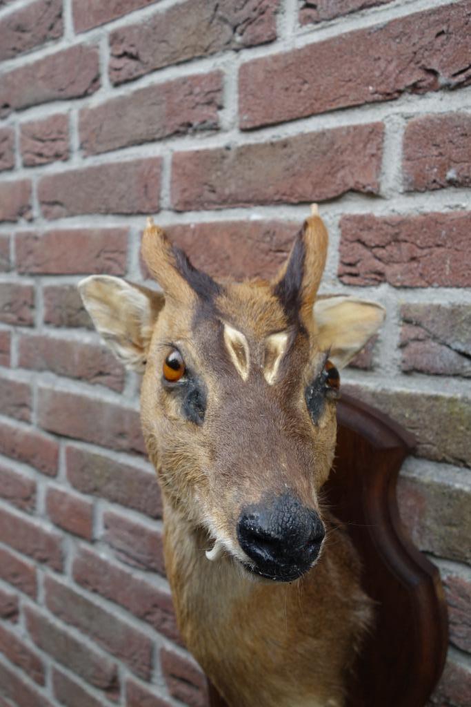 Schitterend Hert een Muntjaks op schild klein gewei, Verzamelen, Dierenverzamelingen, Zo goed als nieuw, Opgezet dier, Hert, Ophalen of Verzenden