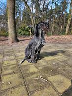 Duitse staande draadhaar dekreu, Dieren en Toebehoren, Honden | Setters en Staande honden, Particulier, 3 tot 5 jaar, Reu, Nederland