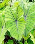 Colocasia Blue Hawaii, Vaste plant, Bloeit niet, Halfschaduw, Ophalen