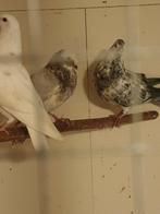 Gaditano, Dieren en Toebehoren, Vogels | Duiven, Mannelijk