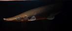 Atractosteus tristoechus – Cuban Alligator Gar 48cm, Dieren en Toebehoren, Vis, Zoetwatervis