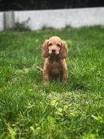cockapoo pupjes te koop, België, CDV (hondenziekte), 8 tot 15 weken, Meerdere