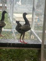 Malthezer Kipduiven, Meerdere dieren, Overige soorten