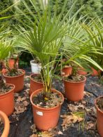 Chamaerops humilis, Zomer, Vaste plant, Overige soorten, Ophalen