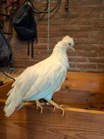 Te koop Schijndelaar hen ongeveer 8 weken, Dieren en Toebehoren, Kip