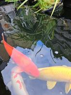 Mooie oranje koi van +/- 45 á 50 centimeter., Dieren en Toebehoren, Vissen | Vijvervissen, Karper of Koi