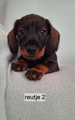 Super mooie gezonde ruwharige teckel pups, Dieren en Toebehoren, 8 tot 15 weken, Dwerg, CDV (hondenziekte), Meerdere