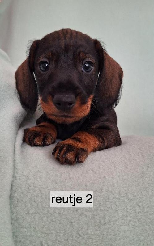 Super mooie gezonde ruwharige teckel pups, Dieren en Toebehoren, Honden | Teckels en Dashonden, Meerdere dieren, Ruwhaar, Dwerg