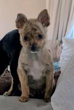 Pomchi teefje mag nu het nestje verlaten., België, Particulier, Rabiës (hondsdolheid), Overige rassen