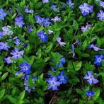 Maagdenpalm - Vinca minor, Tuin en Terras, Ophalen, Bodembedekkers, Volle zon, Vaste plant