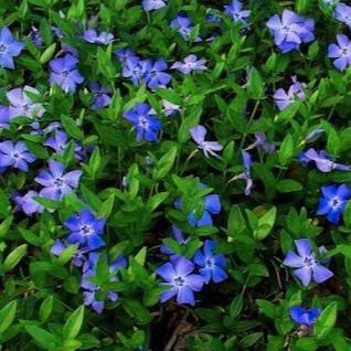 Maagdenpalm - Vinca minor beschikbaar voor biedingen