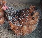 Orpington Hennen en Hanen te koop!, Dieren en Toebehoren, Pluimvee, Meerdere dieren, Kip